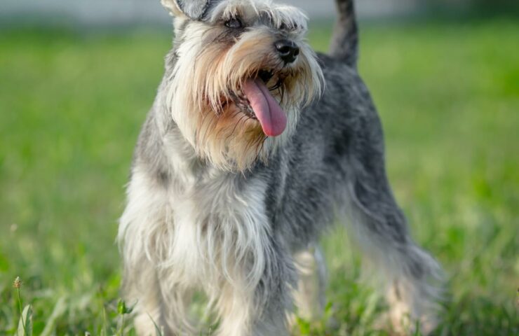 Schnauzer Nano