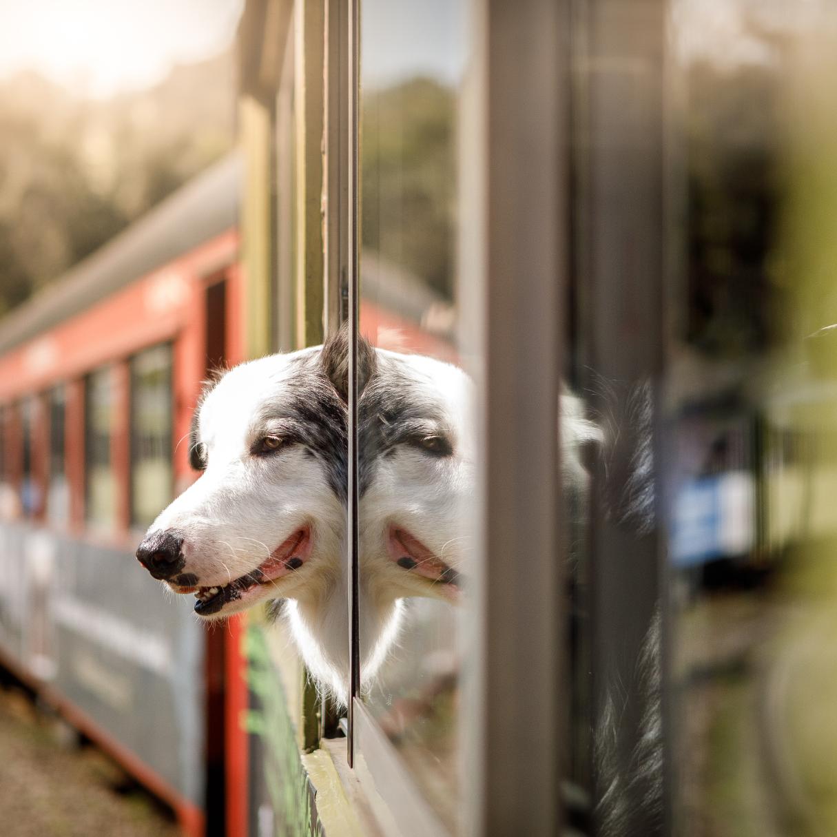 Acquistare un Biglietto del Treno per il cane Online Guida Piggy Pet