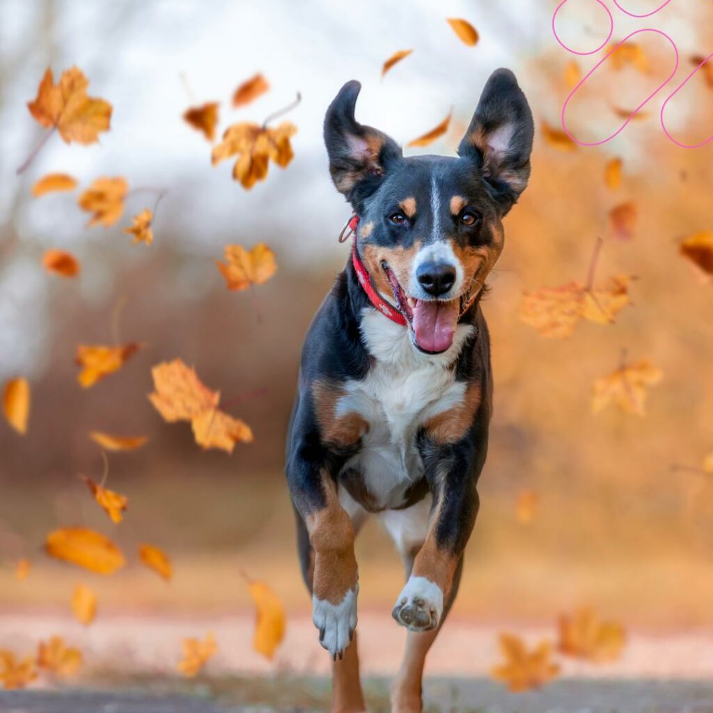 cosa fare col cane in autunno