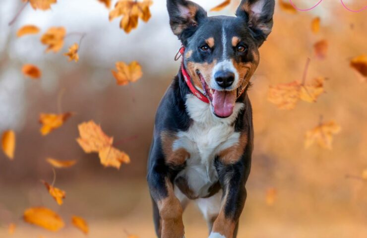 cosa fare col cane in autunno