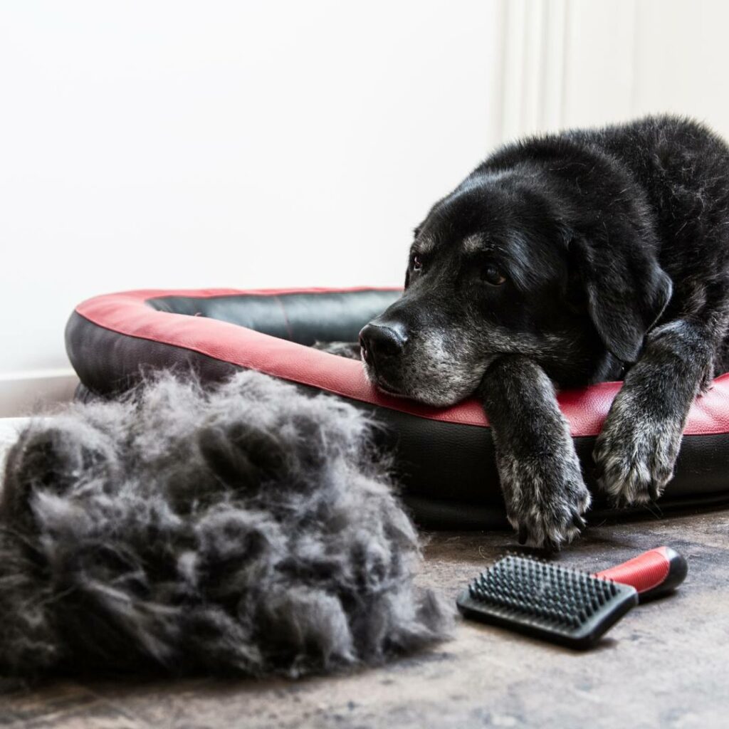 Cambio di Pelo nel Cane