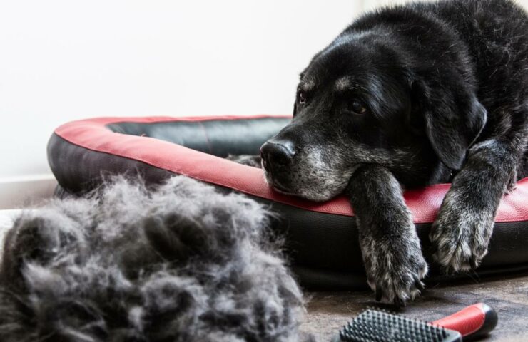 Cambio di Pelo nel Cane