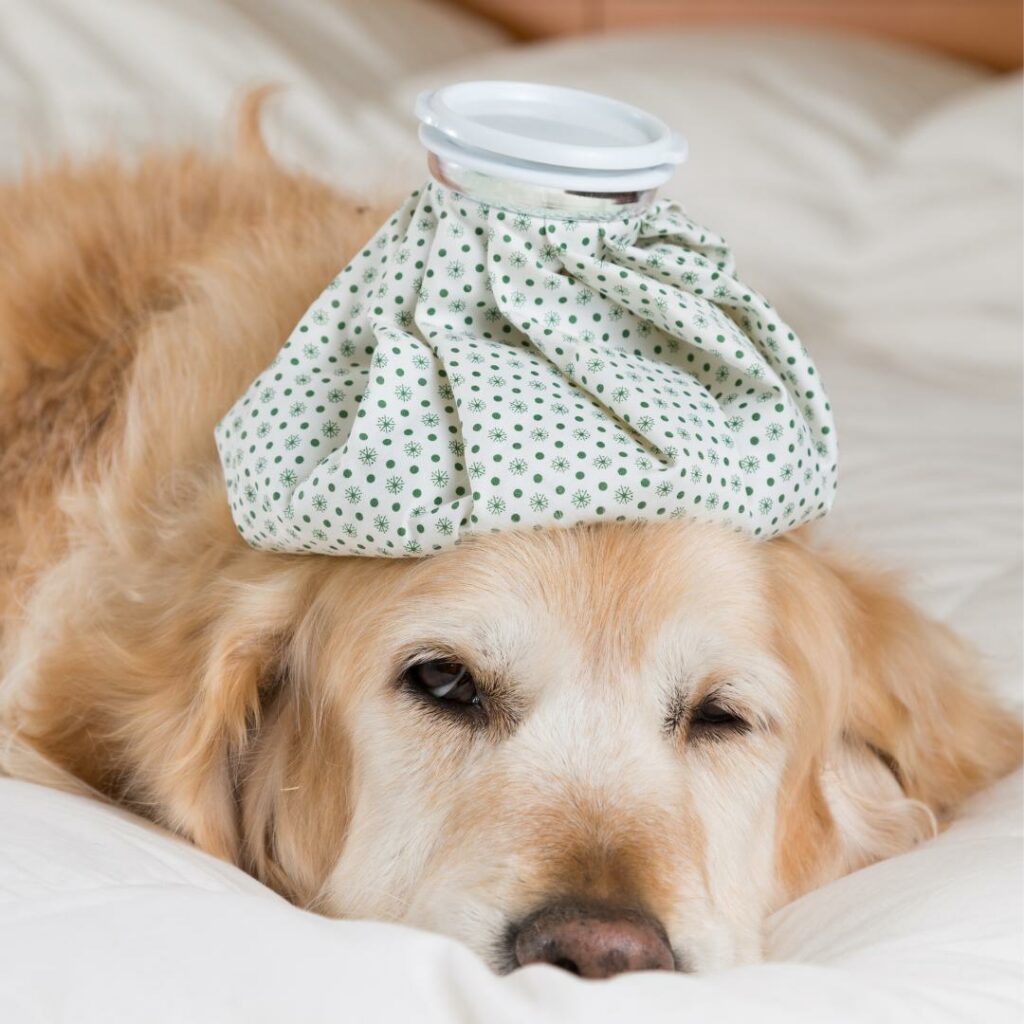 febbre nel cane