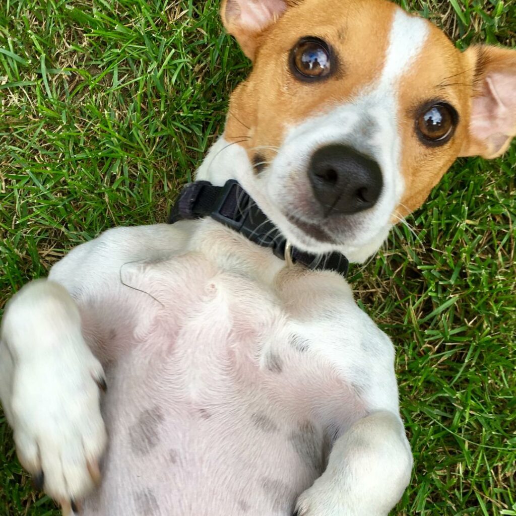 Mal di Pancia nel Cane