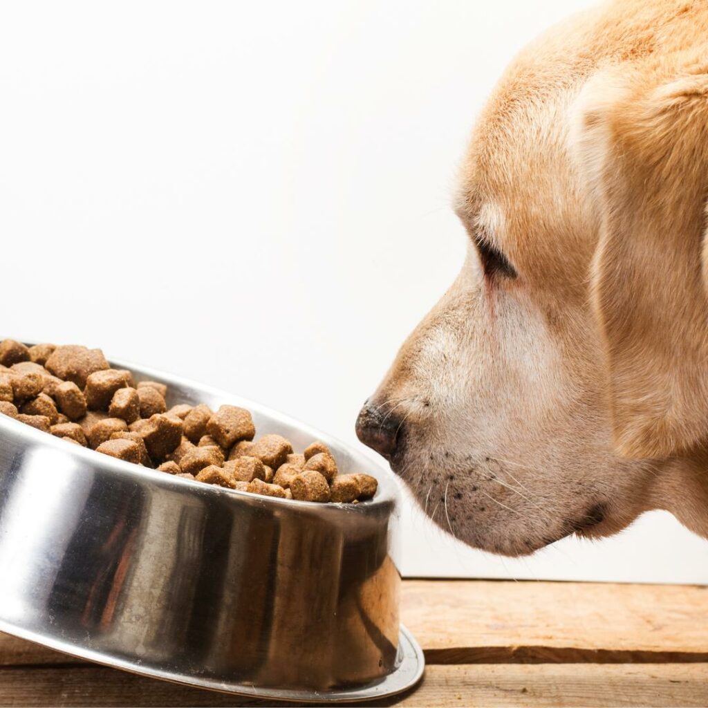 Cane Non Mangia