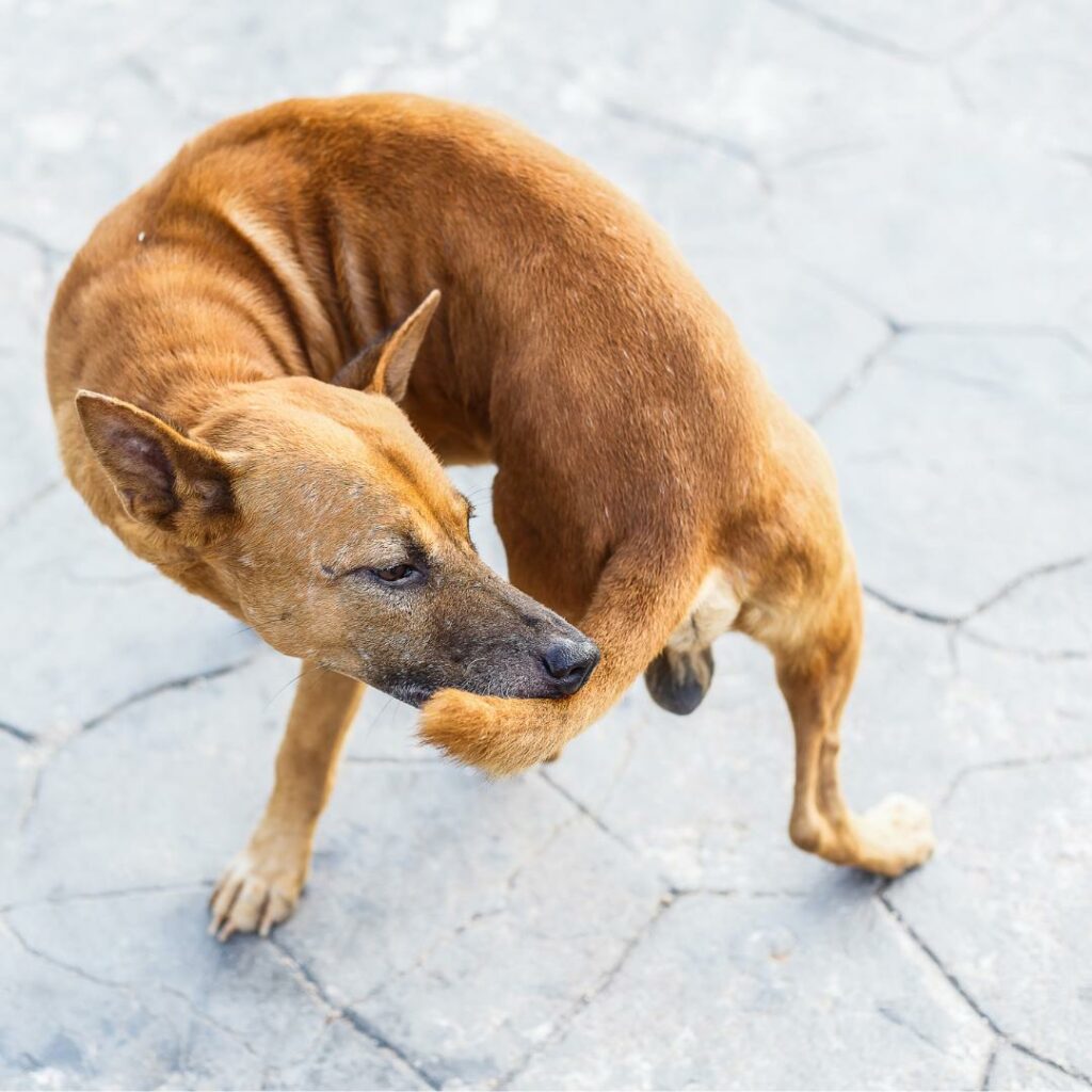 Perché il Cane Si Morde la Coda