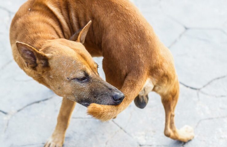 Perché il Cane Si Morde la Coda