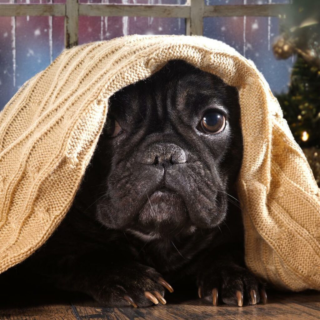 i cani soffrono il freddo