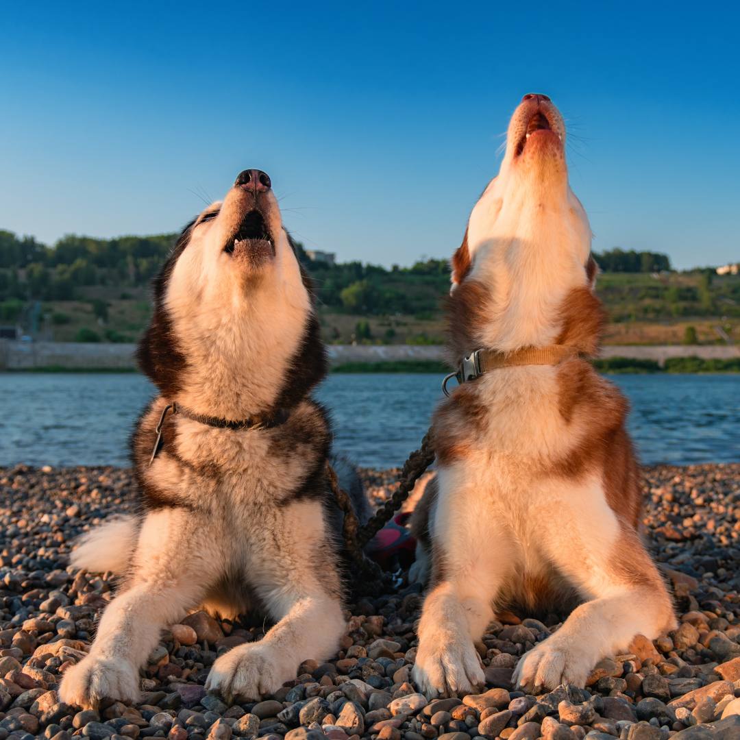 Perché i Cani Ululano: Scopri il Linguaggio del Lupo Domestico - Piggy Pet