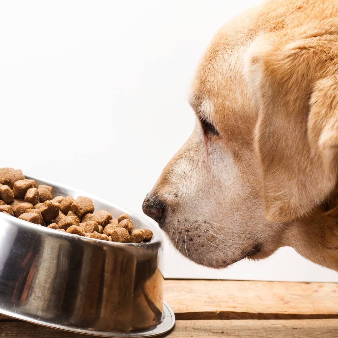 Quante Volte al Giorno Deve Mangiare un Cane Piggy Pet