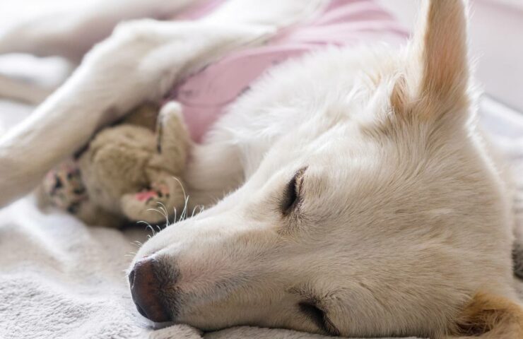 Sterilizzazione Cane Femmina