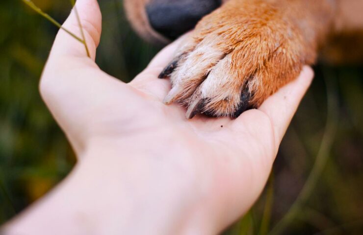 Come Insegnare al Cane a Dare la Zampa