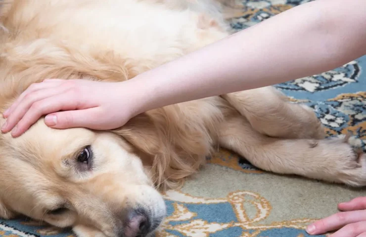 Capire se il Cane Sta Male