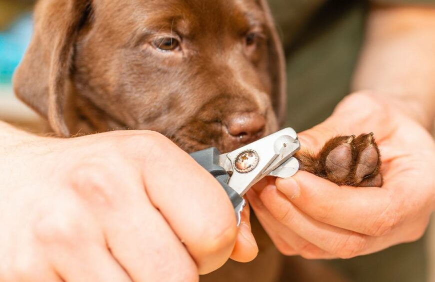 Tagliare le Unghie al Cane