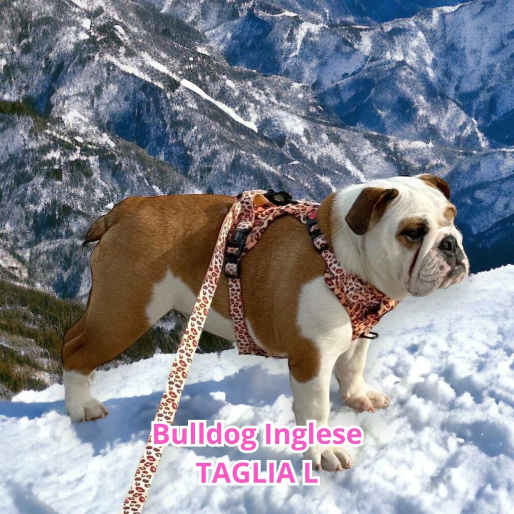 pettorina bulldog inglese