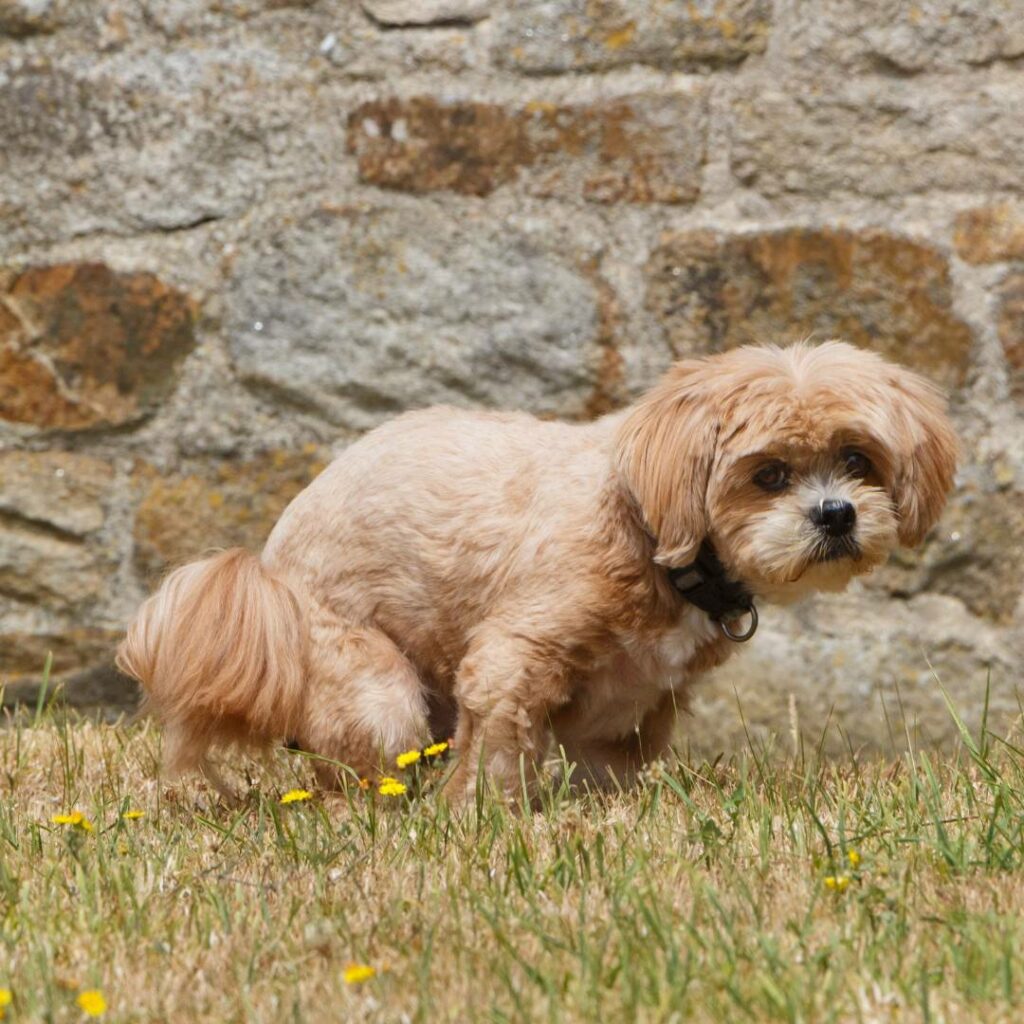 Vermi nei Cani