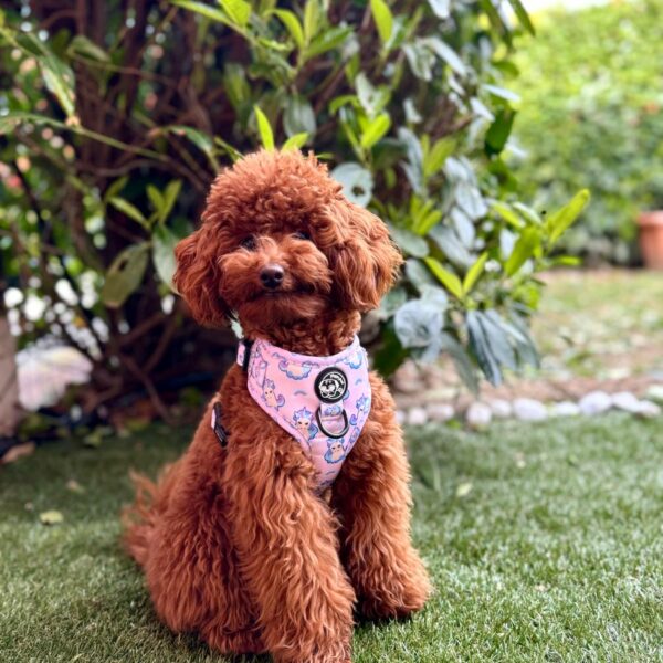 Cane non Vuole Indossare la Pettorina