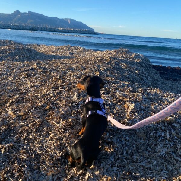 Come Fare se il Cane non Cammina al Guinzaglio