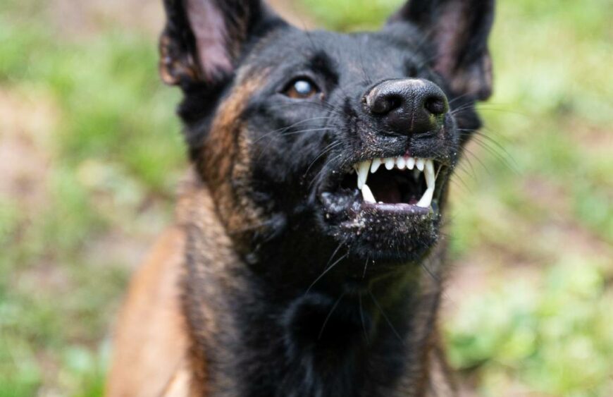 Perché il Cane Ringhia