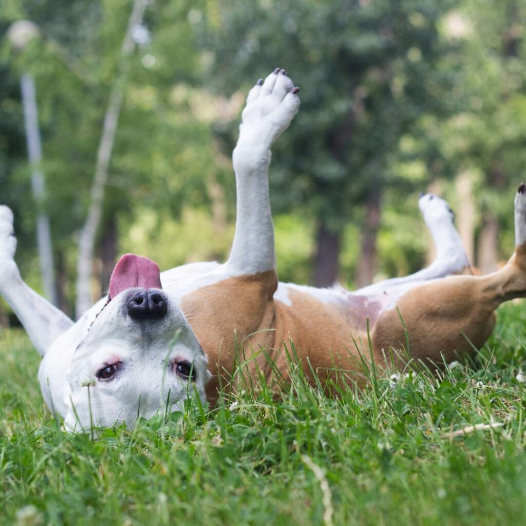 Cane Ha il Singhiozzo