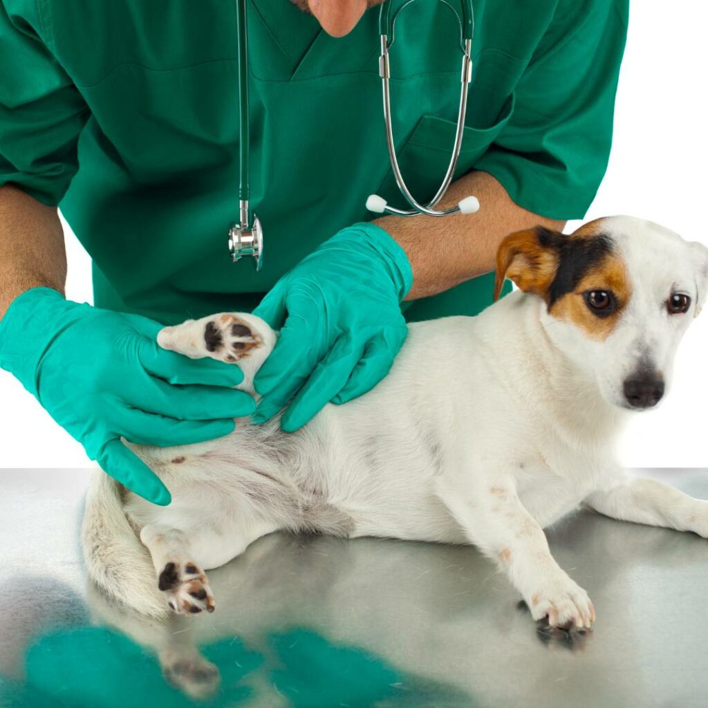 Displasia dell'Anca nel Cane