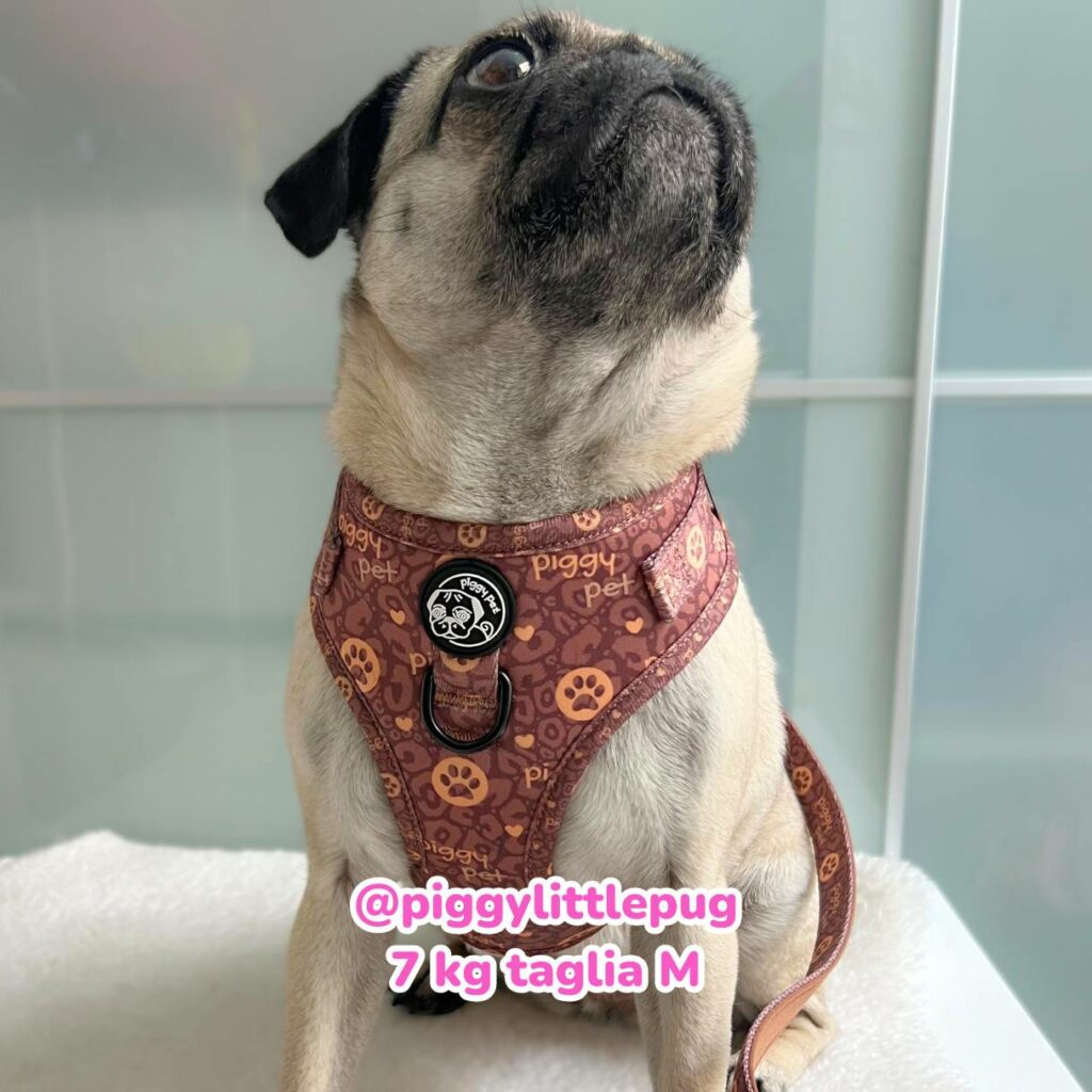 PIGGY ELEGANCE