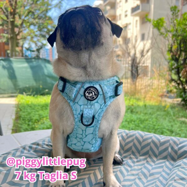 Set Pettorina 3 clip, Guinzaglio e Porta Sacchetti Aqua Marble Set Pettorina 3 clip, Guinzaglio e Porta Sacchetti Aqua Marble