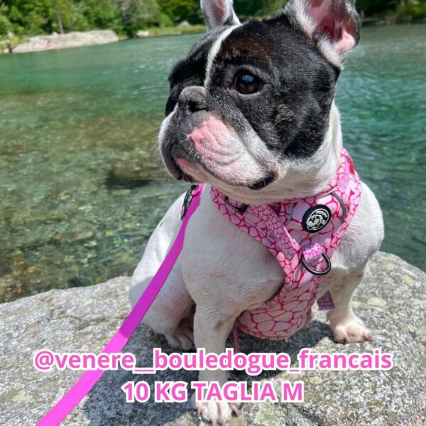 Set Pettorina 3 clip, Guinzaglio e Porta Sacchetti Rosy Marble Set Pettorina 3 clip, Guinzaglio e Porta Sacchetti Rosy Marble