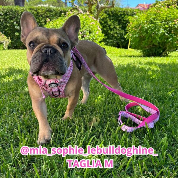 Set Pettorina 3 clip, Guinzaglio e Porta Sacchetti Rosy Marble Set Pettorina 3 clip, Guinzaglio e Porta Sacchetti Rosy Marble