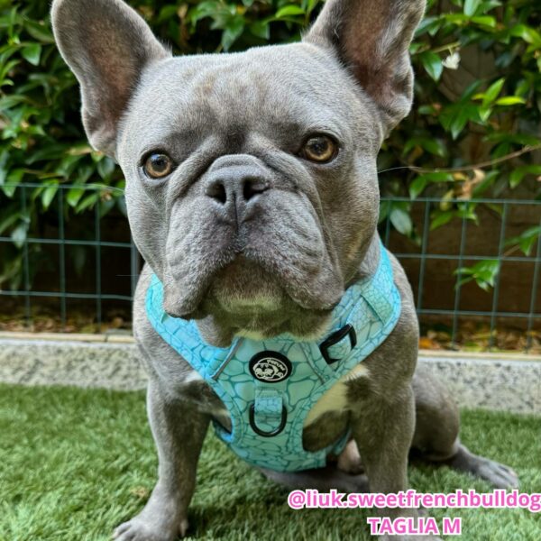 Set Pettorina 3 clip, Guinzaglio e Porta Sacchetti Aqua Marble Set Pettorina 3 clip, Guinzaglio e Porta Sacchetti Aqua Marble