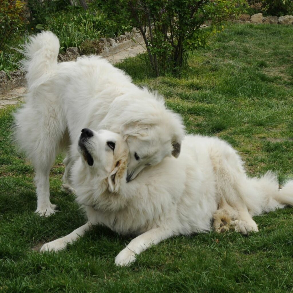 cane dominante
