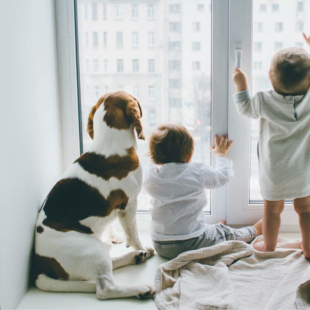 cani e bambini
