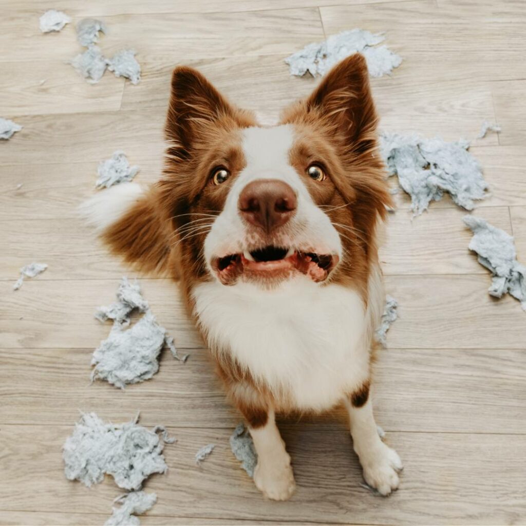 ansia da separazione nel cane