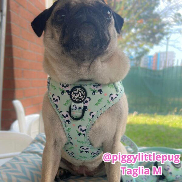 Set Pettorina ad H Regolabile, Guinzaglio e Porta Sacchetti Panda Zen