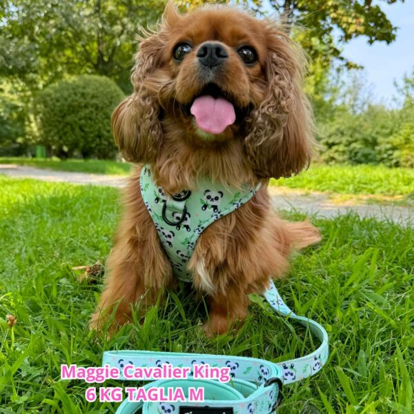 Set Pettorina ad H Regolabile, Guinzaglio e Porta Sacchetti Panda Zen