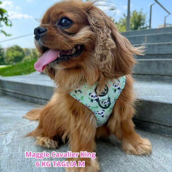 Pettorina ad H Regolabile Panda Zen