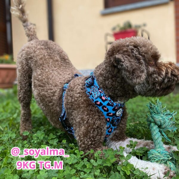 Set Pettorina ad H Regolabile, Guinzaglio e Porta Sacchetti Jungle Leopard Set Pettorina ad H Regolabile, Guinzaglio e Porta Sacchetti Jungle Leopard