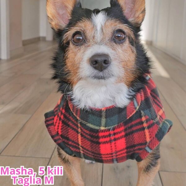 Pile Scozzese Pile Scozzese