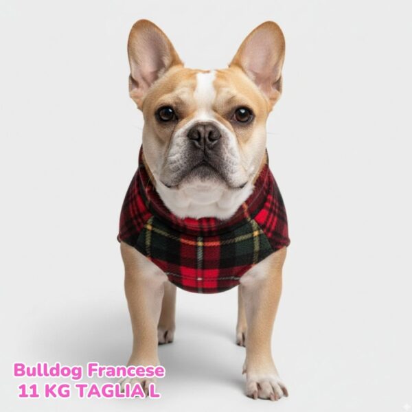 Pile Scozzese Pile Scozzese