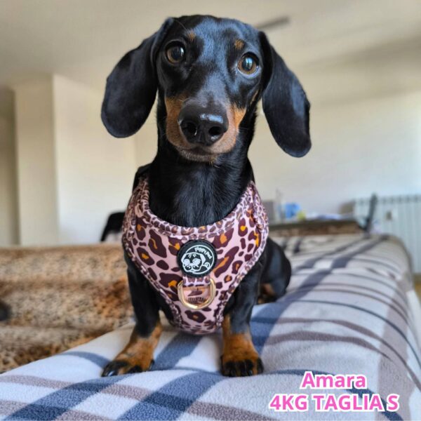 Set Golden Leopard Set Golden Leopard