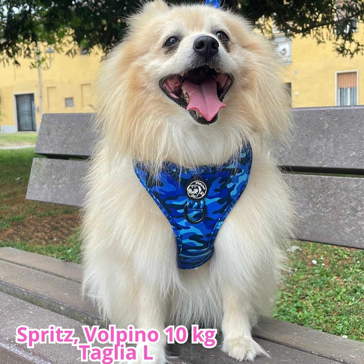 Pettorina ad H Regolabile Blue Camo