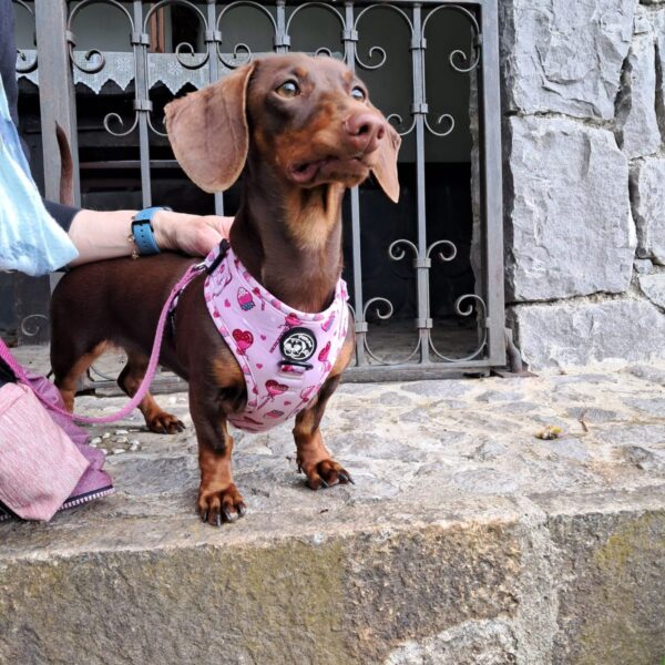 pettorina cane taglia giusta