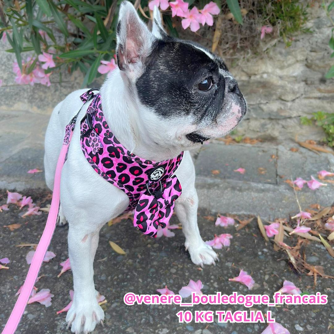 Sailor Bow Blush Leopard