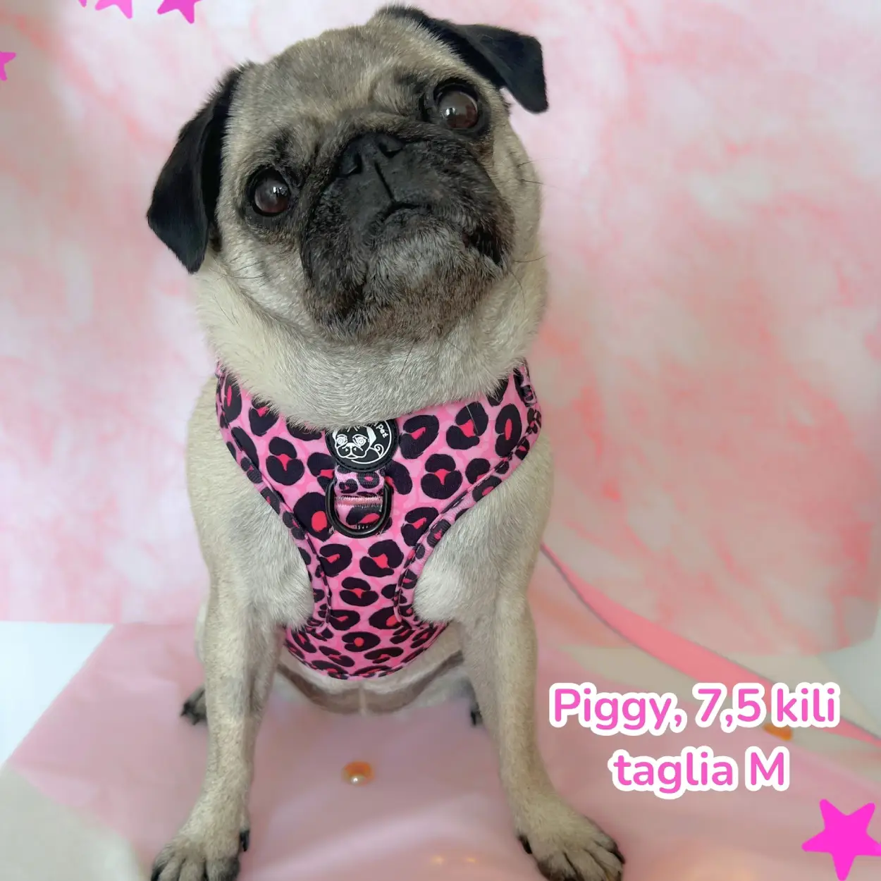 Set Blush Leopard