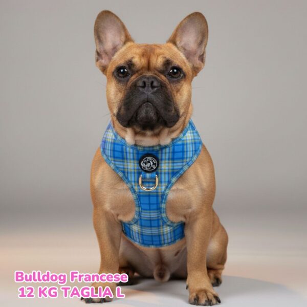 Pettorina ad H Morbida Tartan Royal - Blue