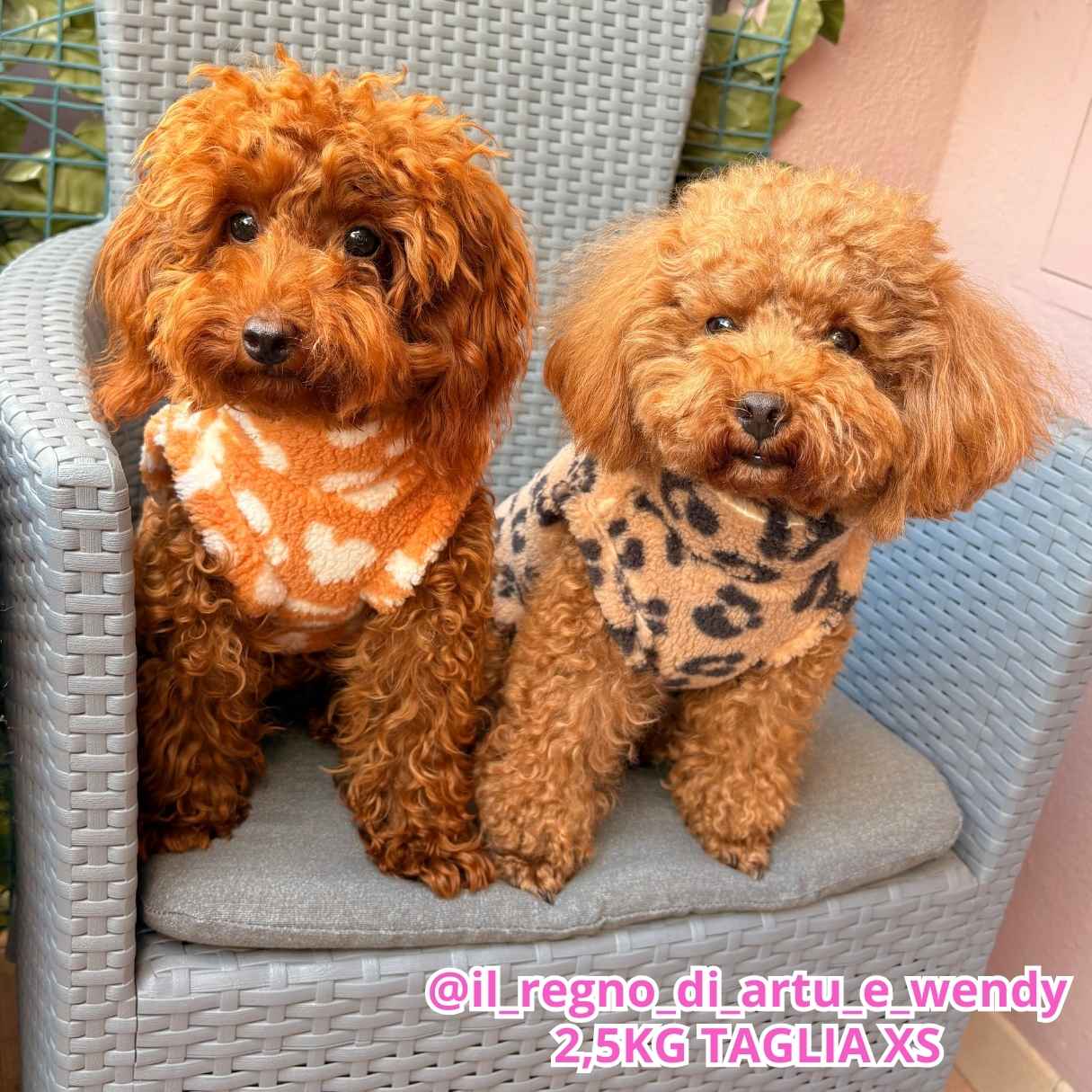 Teddy Leopard - Arancio