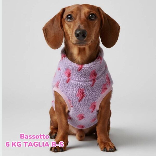 Teddy Lampo Teddy Lampo