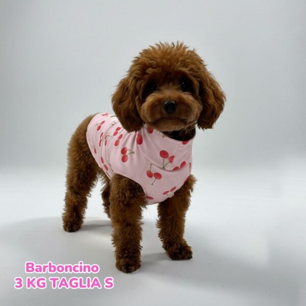 dorotea – 2026-01-29T180850.837