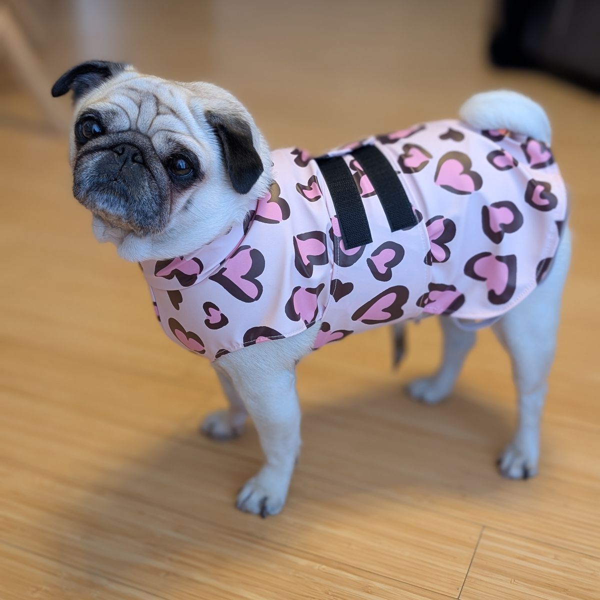 Foto recensione Ascolese Luna