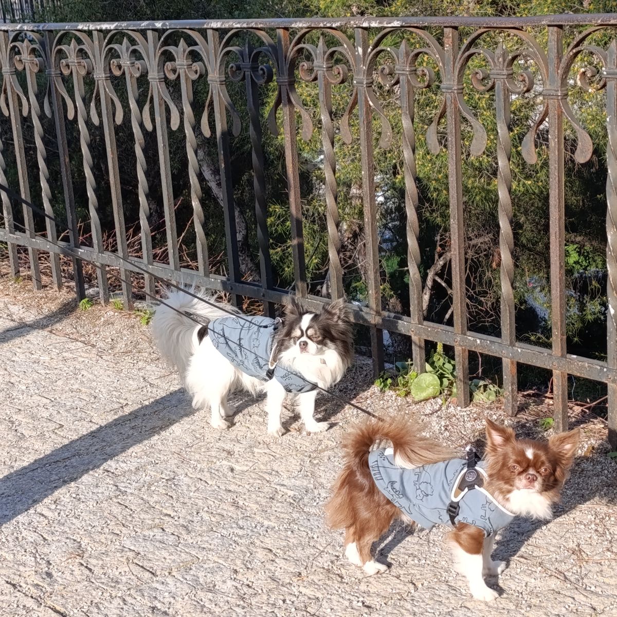 Foto recensione Maria Grazia Canepa